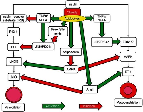 Figure 3 Insulin and the alteration of vascular function. Insulin acts through two separate pathways in vascular cells to promote either vasodilation or vasoconstriction. The IRS/P13K/Akt pathway promotes vasodilation. The MAPK pathway promotes vasoconstriction. Obesity leads to the expression of molecules that can inhibit either pathway, leading to an imbalance in vasodilator and vasoconstrictor actions. Green arrows represent stimulation of pathways or stimulatory signals. Red arrows represent inhibition of pathways or inhibitory signalling.