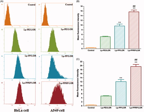 Figure 5. Cellular uptake of 5′-Cy3-labled LOR-2501 delivered by Lp-PEI, Lp-PP, and Lp-PPRP. (A) Cellular fluorescence uptake of Lp-PEI/LOR, Lp-PP/LOR, and Lp-PPRP/LOR by flow cytometry in HeLa cells and A549 cells. (B) The mean fluorescence values of HeLa cells treated with Lp-PEI/LOR, Lp-PP/LOR, and Lp-PPRP/LOR. (C) The mean fluorescence values of A549 cells treated with Lp-PEI/LOR, Lp-PP/LOR, and Lp-PPRP/LOR. LOR-2501 was labeled with 5′-Cy3. **p < .01 vs. Lp-PEI/LOR and ##p < .01 vs. Lp-PP/LOR.