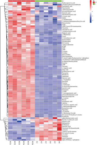 Figure 4 Heat map analysis of differential metabolites in HepG2/IR cells. 2 indicated that the metabolites were up-regulated, 0 not regulated and −2 down-regulated. Each experiment was performed six times.