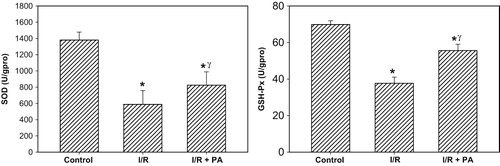 Figure 2. Effect of renal ischemia reperfusion (I/R) and proanthocyanidin (PA) on tissue superoxide dismutase (SOD) and glutathione peroxidase (GSH-Px) enzyme activities. All values expressed as mean SEM. *statistically significant from control (p < 0.05); γstatistically significant from I/R group (p < 0.05).