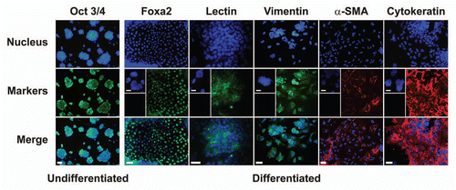 Figure 5 Expression of pluripotency and differentiation markers in ES-D3 cells. The cells were cultured for eight days in the presence (undifferentiated) or absence (differentiated, Method II) of LIF and stained with specific antibodies as indicated in Materials and Methods, or incubated with 10 µg/ml FITC-isolectin B4 (Lectin) as endothelial marker. Inserts: nuclear staining (upper part) and marker staining (lower part) of undifferentiated cells. The cells were analyzed by fluorescent microscopy; typical photographs are presented. Nucleus: the nuclear staining was performed with DAPI (blue). Markers: labeled with primary antibodies followed by appropriate secondary antibodies labeled with Alexa 488 (green) and Alexa 594 (red); Merge: superposition of nuclear and specific marker staining; bars = 50 µm.