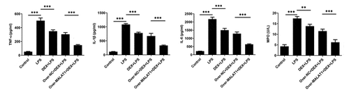 Figure 3. Overexpression of lncRNA MALAT1 enhanced the relieving effect of DEX on LPS-triggered inflammatory response of lung tissues. Levels of TNF-α, IL-1β, IL-6 and MPO in lung tissues were determined with ELISA assays