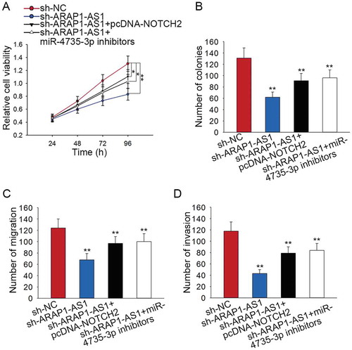 Figure 7. The effects of ARAP1-AS1-miR-4735-3p-NOTCH2 axis on the BCa progression.A-B. Cell proliferation ability of indicated J82 cell was examined by applying rescue assays. C-D. The migration and invasion of J82 cell were tested by performing rescue assays. *p < 0.05 and **p < 0.01 vs. control group.