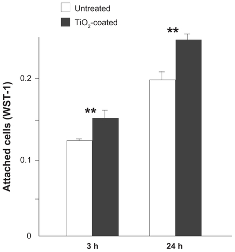 Figure 4 Cell attachment to microroughened titanium surfaces with and without 15 minutes of TiO2 coating evaluated by WST-1 colorimetric assay after three and 24 hours of incubation of muscle cells.Notes: Data are shown as the mean ± standard deviation (n = 3). **P < 0.01, statistically significant difference between the two substrates.