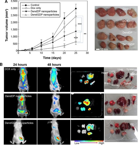 Figure 5 Anticancer activity of dendrimer nanoparticles.Notes: (A) Anticancer activity of dendrimer nanoparticles and (B) near-infrared fluorescence images for CT26-bearing male nude BALB/c mice. DOX itself or DOX-conjugated dendrimer nanoparticles(5 mg/kg) were injected into the tail vein of each mouse. The major organs were removed from each mouse 48 hours after injection (Dotted circle: solid tumor). The data shown as the mean ± standard deviation (n=4). ***P<0.01; **P<0.001Abbreviations: DendGDP, dendrimer-MPEG-DOX conjugate with GFLG peptide linkage; DendDP, dendrimer-MPEG-DOX conjugate; DOX, doxorubicin; MPEG, methoxy poly(ethylene glycol); GFLG, Gly-Phe-Leu-Gly.