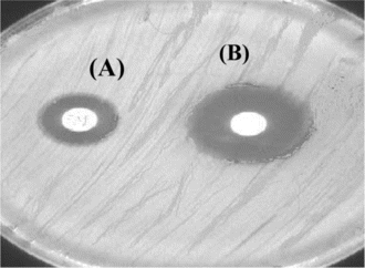 Figure 1 Agar plate showing inhibitory zones: (A) crude extract (100 mg/mL), (B) chloramphenicol (30 µg/mL).