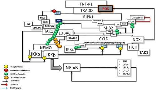 Figure 5 The activated TAK1 phosphorylates IKKα and IKKβ complexed with NEMO, which is required for the NF-κB transcriptional activity. In the absence of regulation to terminate the signaling pathway, NFK stimulates the expression of many genes, some of which promote persistent activity. IKKβ also phosphorylates Ser568 of CYLD to stimulate its DUB activity. The activated CYLD deconjugates K63-linked ubiquitin chains that trigger a cascade of reactions to terminate signal transduction.