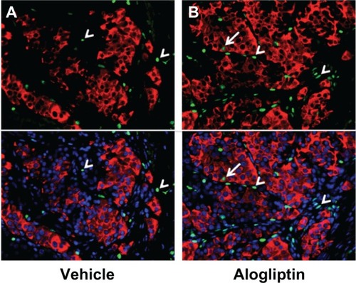 Figure 5 Insulin+BrdU+ beta cells in human islet grafts from alogliptin-treated mice.