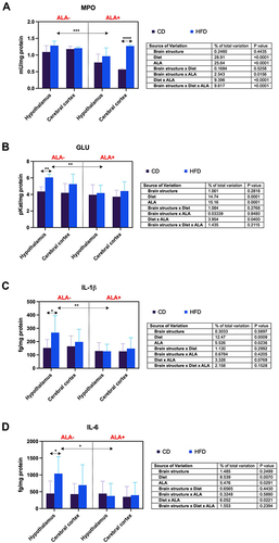 Figure 3 Effects of α-lipoic acid (ALA) on brain pro-inflammatory enzymes [myeloperoxidase (MPO), (A) β-glucuronidase (GLU), (B)] and cytokines [interleukin 1 beta (IL-1β), (C) interleukin 6 (IL-6), (D)] in the hypothalamus and cerebral cortex of rats fed a control (CD) and high-fat diet (HFD). Values are presented as mean ± SD. Three-way ANOVA followed by post hoc Tukey HSD test was performed. *p < 0.05, ** < 0.005, ***p < 0.0005, ****p < 0.0001.