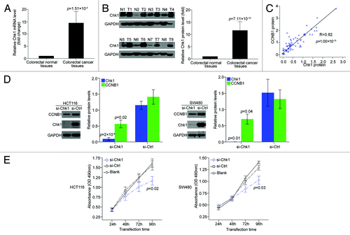 Figure 4. CCNB1 expression is dependent on Chk1 expression in colorectal cancer. (A and B) mRNA and protein levels of Chk1 in 30 paired human colorectal cancer tissues and the matched adjacent normal tissues. The expression of GAPDH was applied for normalization. Bars represented the average fold changes of Chk1 expression in colorectal cancer tissues relative to the matched adjacent normal tissues. Mean ± SD. (C) Expressin of CCNB1 protein positively correlated with expression of Chk1 protein in 30 paired human colorectal cancer tissues and the matched adjacent normal tissues. (D) Seventy-two hours after transfection with 50 nM of Chk1 siRNA or siRNA control, the endogenous protein levels of Chk1 and CCNB1 in HCT116 and SW480 cells were detected by western blot. Bars represented the relative protein levels that were normalized to GAPDH. Data were presented as mean ± SD (n = 3). (E) At 24, 48, 72, and 96 h after transfection, cell proliferation was determined by the MTT assay. Data were presented as mean ± SD from three independent experiments.