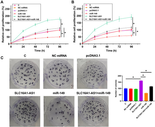 Figure 4 SLC16A1-AS1 reduced the inhibitory effects of miR-149 on U87 and U-118 MG cell proliferation. The proliferation of U87 (A) and U-118 MG (B) cells with overexpression of SLC16A1-AS1 and/or miR-149 was analyzed by CCK-8 assay. Cell proliferation was recorded every 24 h for a total of 96 h. Colony formation assay was also showed overexpression of SLC16A1-AS1 could increase the tumor cell expansion, but this effect would be reversed by miR-149 (C). Mean values of three replicates were presented and compared, *p < 0.05.