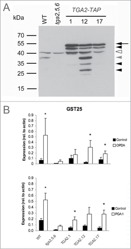 Figure 2. Functional analysis of recombinant TGA2 in transgenic A. thaliana seedlings grown in liquid medium. (A) Immunoblot analysis of TGA2 expression using a polyclonal αTGA2-C antiserum.Citation24 Molecular weight markers and genotypes are indicated on the left and on the top, respectively. Coomassie staining demonstrated that lanes were equally loaded (data not shown). The arrow indicates TAP-tagged TGA2, the white arrowhead indicates a cross-reactive band, and the other arrowheads indicate putative degradation products. The gray arrowhead indicates the predicted size of native TGA2 without the TAP-tag. (B) TGA-dependent and stimulus-induced expression of GST25. Expression relative to actin was based on quantitative RT-PCR. Means and standard errors of 3 biological replicates are shown. Asterisks indicate significant differences between treatment means (P < 0.05) based on Relative Expression Software Tool (REST).Citation35