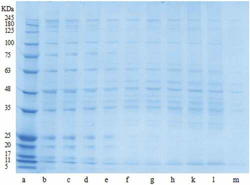 Figure 3. SDS-PAGE of breast meat subjected to different cooking temperatures for 40 min. (a) Marker. (b) 60°C Broilers. (c) 60°C YFC. (d) 70°C Broilers. (e) 70°C YFC. (f) 80°C Broilers. (g) 80°C YFC. (h) 90°C Broilers. (k) 90°C YFC. (l) 100°C Broilers. (m)100°C YFC. YFC: Yellow-feathered chicken