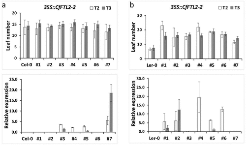 Figure 3. The number of rosette leaves and relative transgene expression at flowering time in Arabidopsis transformed with the CfFTL2–2 gene under the 35S promoter in the T2 and T3 generations. a. the CfFTL2–2 transformants in the Col-0, and b. Ler backgrounds. The averages and standard deviations were calculated from 20 to 35 plants of the respective independent lineages, which are labeled by the numbers on the x axis. Asterisks represent honestly significant difference (HSD) estimated by Tukey test.