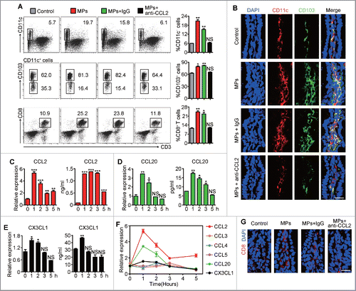 Figure 5. IECs release CCL2 to attract CD103+ CD11c+ DCs after taking up T-MPs. (A, B, G) 2 h after BALB/c mice were given i.g. H22-MPs, PBS control or pretreatment i.p. with anti-CCL2 neutralizing antibody (n = 3 per group), cells in IE compartment were isolated from ileum and analyzed for the percentages of CD11c+, CD103+ and CD3+ CD8+ cells by flow cytometry (gating all live cells). Error bars represent mean ± SEM; *p < 0.05; **p < 0.01; all experimental groups compared with control group (A). The ileum tissues were removed for frozen sections and immunofluorescent staining. Scale bars, 20 μm. Data are representative of three independent experiments (B, G). (C–F) The isolated ileac cells at different time point (0 h to 5 h) after H22-MPs treatment were sorted by MACS for both CD45+ and CD45− cells. The expression of CCL2 (C), CCL20 (D), and CX3CL1 (E) together with other chemokines (F) in CD45− cells was measured by qPCR, and the protein levels were evaluated by ELISA (C–E). Error bars represent mean ± SEM; *p < 0.05; **p < 0.01; ***p < 0.001; 1 h to 5 h groups compared with 0 h group.