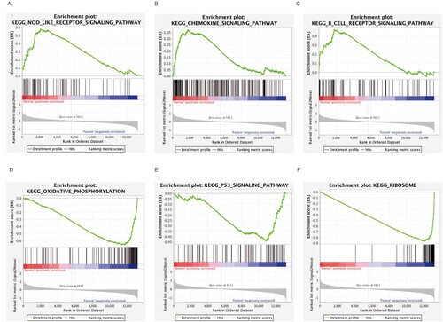 Figure 3. GSEA showing the most enriched gene sets: (A) NOD-like receptor signaling pathway. (B) Chemokine signaling pathway. (C) B cell receptor signaling pathway. (D) oxidative phosphorylation. (E) Ribosome (F) P53 signaling pathway.