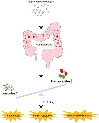 Figure 7. Porphyromonas gingivalis infection may promote the occurrence and development of NAFLD by Changing gut microbiota.