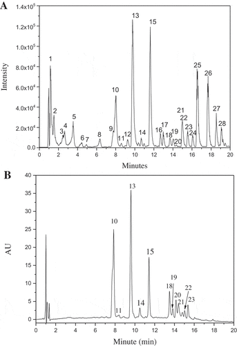 Figure 2. Base peak chromatogram (a) and absorbance chromatogram recorded at 327 nm (b) of G. bicolor total phenolic extract.