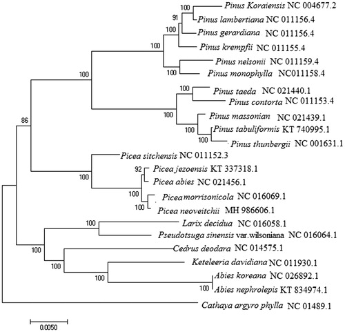 Figure 1. Maximum likelihood phylogenetic tree based on complete chloroplast genome sequences from 23 taxa using MEGA 7.0.