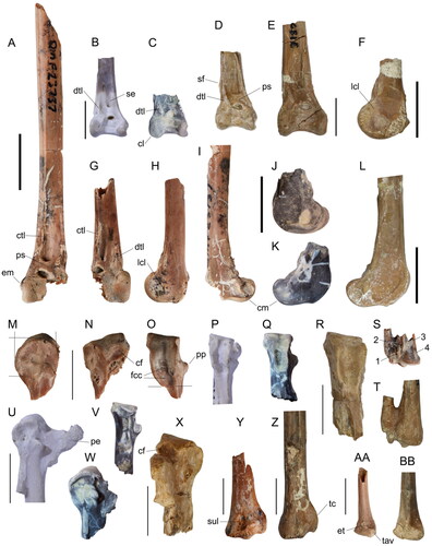 Figure 3. Presbyornithid tibiotarsi in A–E, G, cranial, F, H, J, lateral and I, K, L, medial views; proximal carpometacarpi in M, U, W, ventral, N, V, X, cranial, and O–R, caudal aspects; S, T, distal carpometacarpi in dorsocaudal aspect; Y, Z, distal ulnae in dorsal aspect; and AA, BB, distal radii in ventral view. Murgonornis archeri gen. et sp. nov.: QM F23736, A, I, dL tibiotarsus; QM F23737, G, H, dL tibiotarsus; M–O, QM F30376, proximal L carpometacarpus; S, QM F61038, distal R carpometacarpus; AA, QM F20871, distal left radius. Wilaru tedfordi: B, AMNH 11440, distal R tibiotarsus; P, U, AMNH 11432, L carpometacarpus. Presbyornis pervetus: C, J, K, USNM 618236, distal R tibiotarsus; Q (mirrored), V, W (mirrored), USNM 618227, right carpometacarpus. D, L, Telmabates howardae: AMNH 3189, distal R tibiotarsus, E (mirrored), F, Telmabates antiquus: AMNH 3180, distal L tibiotarsus; R (mirrored), X, AMNH 3169, proximal right carpometacarpus; T (mirrored), AMNH 3166, distal left carpometacarpus; Z (mirrored), AMNH 3170, distal left ulna; BB, AMNH 3170, distal left radius. Y, Indeterminate anseriform: QM F23346, dR ulna. Abbreviations: cf, fovea carpalis cranialis; cl, condylus lateralis; cm, condylus medialis; ctl, crista marking the proximal attachment for the transverse ligament; dtl, distal attachment for the transverse ligament; em, epicondylus medialis; et, elongate tuberculum; fcc, fovea carpalis caudalis; lcl, insertion scar for ligamentum collaterale lateralis; pe, processus extensorius; pp, processus pisiformis; ps, pons supratendineus; se, sulcus extensorius; sf, sulcus for musculus fibularis; sul, sulcus for the origin of musculus ulnometacarpalis dorsalis; tav, tuberculum aponeurosis ventralis; tc, tuberculum carpale; 1, origin for the branch of the tendon for musculus extensor indicis longus; 2&3, scar for the retinaculum enclosing the tendon for musculus extensor digitorum communis; 4, origin of the ligamentum digitorum metacarpale. Scale bars = 10 mm.
