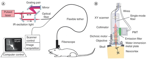 Figure 1. Schematic of (A) the original head-mounted two-photon microscope setup and (B) the technology. Redrawn with permission from Helmchen et al. [Citation[8]; published under an Elsevier user license.