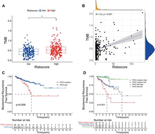 Figure 9 The relationship between TMB and the signature. (A) The level of TMB in the low- and high-risk groups. (B) Pearson correlation analysis between TMB and risk score. (C) Kaplan–Meier curve analysis of BCR-free time for patients with TP53 wild or TP53 mutation. (D) Kaplan–Meier curve analyses of BCR-free time for patients with different TP53 status and risk groups. **P< 0.01.