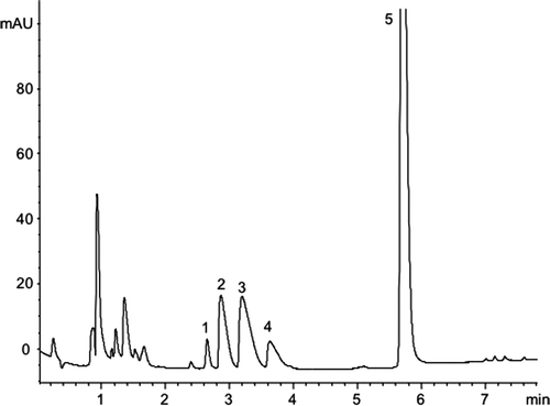 Supplementary Figure 2. Chromatogram recorded at 280 nm showing the profile of the epicatechin monosulphates obtained upon synthesis. Peaks are identified as (1) epicatechin-5-O-sulphate, (2) epicatechin-3′-O-sulphate, (3) epicatechin-7-O-sulphate, (4) epicatechin-4′-O- sulphate, and (5) epicatechin. Figura 2. Cromatograma registrado a 280 nm donde se muestra el perfil de monosulfatos de epicatequina obtenidos en la reacción de síntesis. Los picos corresponden a (1) epicatequina-5-O-sulfato, (2) epicatequina-3′-O-sulfato, (3) epicatequina-7-O-sulfato, (4) epicatequina-4′-O-sulfato, y (5) epicatequina.