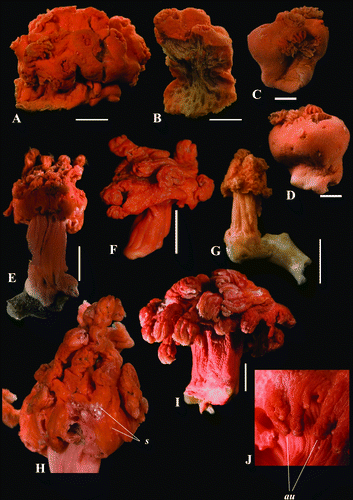Figure 1.  A,B. Anthomastus grandiflorus (IORAS IV-9-Alc-11-025); C,D. A. gyratus sp. nov. holotype (ZMMU Ec-108); E,H. Pseudoanthomastus inusitatus holotype (MNHN IK-2009-2245), s - siphonozooids; F. P. agaricus holotype (MOM INV-6080); G. P. agaricus (IORAS IV-9-Alc-11-028); I,J. P. mariejoseae sp. nov. holotype (NHMUK 2012.46), au - autozooids. Scale A,B,E–I, 1 cm; C,D, 0.5 cm.