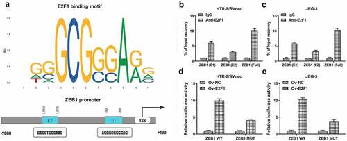 Figure 4. E2F1 binds to the promoter region of ZEB1. (a) E2F1-binding motif (JASPAR datasets) and two potential ZEB1-responsive elements (E1 and E2) in ZEB1 promoter region. (b, c) CHIP assays identified two binding sites (E1 and E2) in ZEB1 promoter region to E2F1. (d, e) Luciferase reporter assay verified the binding relationship between E2F1 and ZEB1.