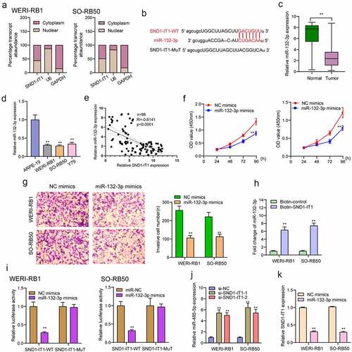 Figure 5. SND1-IT1 acts as a sponge for miR-132-3p. (a) Relative SND1-IT1 expression levels in nuclear and cytosolic fractions of WERI-RB1 and SO-RB50 cells. Nuclear controls: U6; Cytosolic controls: GAPDH. (b) The predicted binding sites of miR-132-3p to the SND1-IT1 sequence. (c) The levels of miR-132-3p in our cohort by RT-PCR. (d) SND1-IT1 expressions in three RB cell lines and ARPE-19 as determined by qRT-PCR. (e) The correlation between miR-132-3p and SND1-IT1 expression analyzed in 98 paired RB samples. (f) CCK-8 determined cell proliferation. (g) Transwell assay was used to detect cell invasion in WERI-RB1 and SO-RB50 cells after overexpression of miR-132-3p. (h) Detection of miR-132-3p using qRT-PCR in the sample pulled down by biotinylated SND1-IT1 probe. (i) Co-transfection of miR-132-3p and SND1-IT1-Wt strongly decreased the luciferase activity. (j,k) The regulatory effects between SND1-IT1 expression and miR-132-3p expression were determined by RT-PCR. **p < 0.01, *p < 0.05