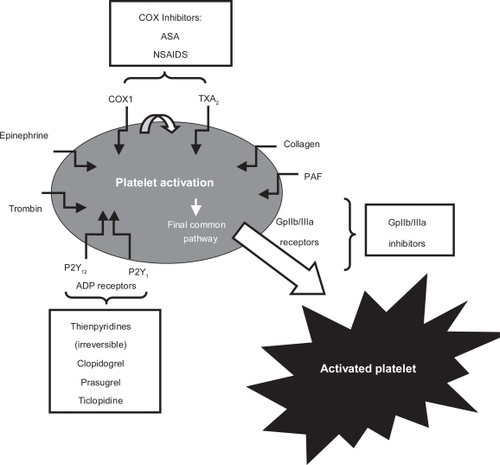 Figure 3 Pathways of platelet activation and mechanism of action of antiplatelet agents.