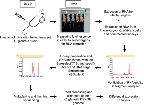 Figure 1. Overview of the RNA sequencing experiment. Stationary phase, luminescent C. glabrata cells were injected directly into the bladder of immunocompetent mice via a catheter. At day 3 post infection, bioluminescence was measured and highly infected mice were selected for RNA extraction and processed up to RNA sequencing.