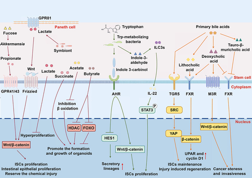 Figure 3. The effects of key microbiota-derived metabolites on ISCs and the pathways that control gut homeostasis. Microbiota-derived metabolites, such as SCFAs, lactate, succinate, indoles and their derivatives, and bile acids, play a crucial role in regulating ISC homeostasis and associated signaling pathways. Further details are provided in the main text. This figure was drawn using online Figdraw software (https://www.figdraw.com/#/).