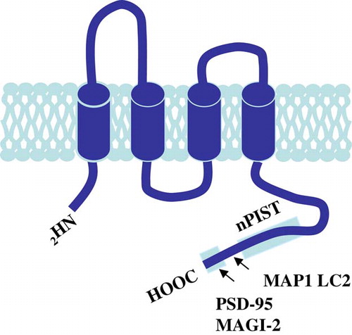 Figure 4.  TARPγ2 and its associated proteins. The putative secondary structure of TARPγ2 consists of four transmembrane domains with cytosolic amino and carboxy termini. The C-terminus contains a PDZ binding motif (-RRTTPV) which interacts with MAGUKs (e.g., PSD-95 and MAGI-2) at the synapse. MAP1 LC2 and nPIST interact with TARPγ2 upstream of the PDZ binding domain. This Figure is reproduced in colour in Molecular Membrane Biology online.