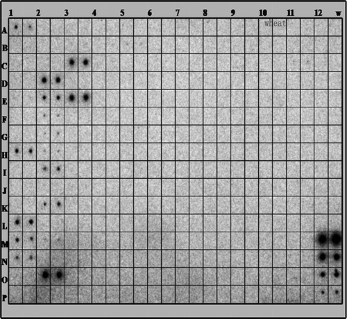 Fig. 1 Identification of miRNAs by microarray. The identification of miRNAs was screened by miRNA array analysis. Total RNA was extracted from the leaves of 10-day-old wheat seedlings. One hundred micrograms of total RNA was used for the array. The extracted small RNAs were 5′ end labelled and probed against the antisense DNA oligonucleotides spotted onto the membrane.