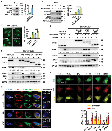 Figure 1. STING1 overexpression and cGAMP induce autophagy. (a) Immunoblot analysis of LC3-ΙΙ levels in HeLa cells that were transfected with vector or HA-STING1 (0.8 µg/mL) for 24 h. (b) Immunoblot analysis of LC3-ΙΙ levels in HeLa cells that were transfected with vector or HA-STING1 with or without CQ treatment at a final concentration of 40 µM. (c) GFP-LC3 puncta formation was analyzed in HeLa cells stably expressing GFP-LC3 that transfected with empty vector or STING1 plasmid with or without CQ (40 µM) treated for 6 h. (d) Western blotting of cell lysates from wild type and STING1-deficient DLD1 cells were transfected with full-length STING1 (STING1[FL]-GFP) or the indicated truncated plasmids labeled with GFP-tag and treated with rapamycin (10 µM) or cGAMP (1 µM) for 6 h. The ratio of p-TBK1:GAPDH was calculated and labeled. (e) Immunoblot analysis of LC3-ΙΙ levels in WT and STING1−/− DLD1 cells that transfected with STING1 or its truncated mutants (STING1 [1-340], STING1[CTD], STING1 [1-149]) with or without HSV-1-GFP virus infected at a multiplicity of infection (MOI) of 5 for 6 h. The ratio of p-TBK1:GAPDH was calculated and labeled. (f) HEK-293A cells stably expressing GFP-RFP-LC3 were treated with 2 μM of torin1 for 6 h or transiently transfected with STING1[FL] or the indicated truncated plasmids. After 24 h expression, cells were harvested and re-seeded on confocal culture dish. The colocalization of GFP and RFP puncta was examined and quantified. Bar: 10 μm. At least 50 cells were counted from each group. (g) WT HeLa cells stably expressing GFP-tagged STING1 or its truncated mutants (STING1 [1-340], STING1[CTD], and STING1 [Citation1-149]) were fixed and stained with marker antibody for ER (CANX [calnexin]) and images were then captured by confocal microscopy. Scale bar: 10 µm. The degree of colocalization for STING1 and CANX was quantified by Pearson’s and overlap coefficient by ImageJ.