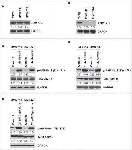 Figure 8. Human SCLC cells express AMPK-α1 but not AMPK-α2. Arvanil, olvanil and capsaicin block activation of AMPK-α1 in human SCLC cells. (A) Immunoblotting experiments show that AMPK-α1 is robustly expressed in DMS 114 and DMS 53 cells. T47D human breast cancer cells were used as the positive controls for the experiment. GAPDH was used as the loading control for the protein gel blotting experiments, and the results were quantitated by densitometric analysis. (B) Western blotting experiments demonstrate that AMPK-α2 is not expressed by DMS 53 and DMS 114 human SCLC cells. T47D human breast cancer cells were used as the positive controls for the experiment. GAPDH was used as the loading control for the western blotting experiments, and the results were quantitated by densitometric analysis. (C) The treatment of 1 μM arvanil caused robust phosphorylation (and activation) of AMPK-α1 at threonine residue 172, in DMS 114 and DMS 53 cells over 24 hours (top panel). Total AMPK levels remained constant (middle panel). GAPDH was used as the loading control (bottom panel) for the protein gel blotting experiments, and the results were quantitated by densitometric analysis. The experiments were repeated using 1 μM olvanil (D) and 20 μM capsaicin (E) and similar results were obtained.