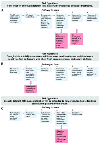 Figure 2. An example of how a risk hypothesis can be made explicit by developing a pathway to harm. The three examples presented are taken from a hypothetical case study of drought-tolerant maize for release in Kenya. (A) The participants concluded this to not be a significant problem, since resistance to kanamycin is already common in bacteria in the environment (breaking step 6) and kanamycin is not used as an antibiotic for humans in Kenya (breaking step 7). (B) Green maize stems are a complementary source of nutrients for small children in Kenya and elsewhere in Africa. The workshop participants considered that compositional analysis of maize stems at the stage of development where they are consumed was essential. (C) The workshop participants considered that the best solution to this potential problem would be to set up a system for mediation between agriculturalists and pastoralists regarding land use, in order to avoid conflicts over land use.