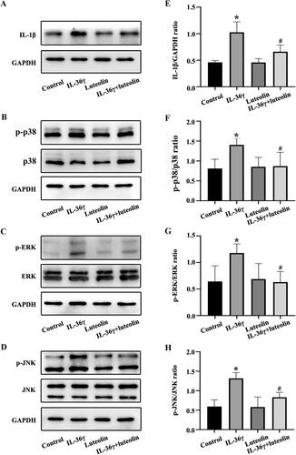 Figure 5. Luteolin reduces the secretion of IL-1β in Beas-2B cells and inhibits the activation of mitogen-activated protein kinase (MAPK) pathways under IL-36γ stimulation. (A–D) IL-1β, p-p38, p38, p-REK, ERK, p-JNK and JNK in Beas-2B cells under IL-36γ stimulation as detected by western blotting. (E–H) Protein intensity analysis of IL-1β, p-p38, p38, p-REK, ERK, p-JNK and JNK in Beas-2B cells under IL-36γ stimulation as detected by western blotting. *p< 0.05 versus the control group. #p< 0.05 versus the IL-36γ group.