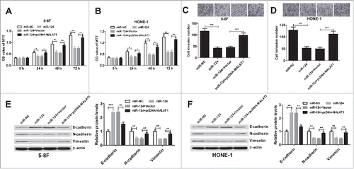 Figure 5. MALAT1 promotes proliferation, invasion and EMT of NPC cells by sponging miR-124. 5–8F and HONE-1 cells were introduced with miR-124 alone, or in combined with pcDNA-MALAT1. (A and B) MTT assay was performed to detect cell viability at 24, 48 and 72 h after transfection. (C and D) Transwell chamber assay was conducted to determine cell invasion at 48 h after transfection. (E and F) Expression of E-cadherin, N-cadherin and vimentin was measured by western blot analysis in 5–8F and HONE-1 cells 48 h post-transfection. **P < 0.01, ***P < 0.001 vs. controls.