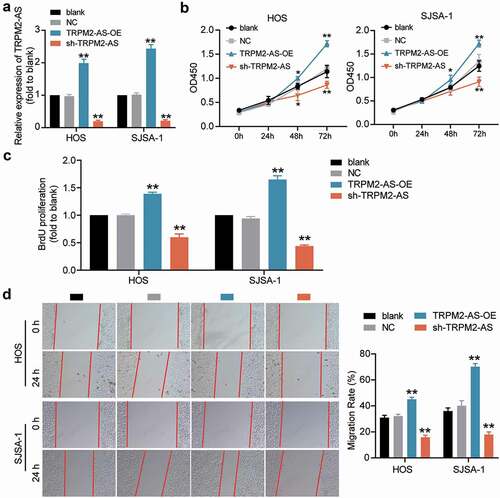 Figure 2. TRPM2-AS facilitates osteosarcoma cell proliferation and migration. (a) TRPM2-AS expression level in HOS and SJSA-1 cells with TRPM2-AS overexpression (TRPM2-AS-OE) and TRPM2-AS knockdown (sh-TRPM2-AS), as detected via qRT-PCR. GAPDH served as a control. The relative target gene level was calculated by normalizing them to GAPDH in each group to its corresponding value in the blank group. (b) The viability of HOS and SJSA-1 cells was detected at 0, 24, 48, and 72 h using a CCK-8 assay. (c) The proliferation of HOS and SJSA-1 cells was detected using a BrdU assay. Statistical data were obtained by normalizing the original OD value in each group to those in the blank group. (d) Cell migration ability of HOS and SJSA-1 cells was detected using a wound healing assay. The migration rate was calculated as follows: (Width0h – Width24h)/ Width0h × 100%. Width: the mean wound width. (a–d) Cells were transfected with TRPM2-AS-OE or sh-TRPM2-AS. Blank: blank control; NC: shRNA negative control together with the pcDNA3.1 empty vector; TRPM2-AS-OE: TRPM2-AS overexpression vector; sh-TRPM2-AS: TRPM2-AS shRNA. Data are represented as the mean ± SD. All cellular experiments were performed in triplicates. *P < 0.05, **P < 0.001 compared with the blank control group.