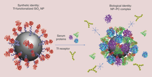 Figure 4. Negative impact of the protein corona on the nanoparticle-targeting ability.The PC hides the functionalization molecule (in this case, transferrin) on the NP surface, thereby inhibiting the interaction with its specific receptor on target cells.NP: Nanoparticle; PC: Protein corona; Tf: Transferrin.Adapted with permission from [Citation103].