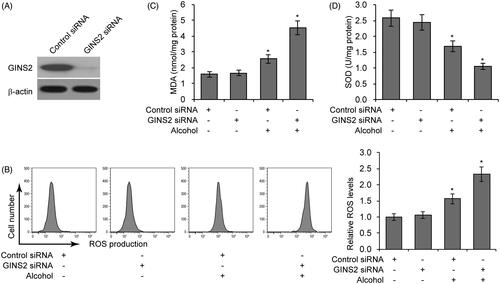 Figure 2. GINS2 knockdown enhances alcohol-induced oxidative pressure. (A) GINS2 protein expression measured by western blotting after GINS2 siRNA transfection. (B) ROS production levels measured by DCF-DA staining and flow cytometric analyses in mouse microglial cells treated or not treated with alcohol (75 mM) after GINS2 siRNA transfection. (C) MDA levels in mouse microglial cells treated or not treated with alcohol (75 mM) after GINS2 siRNA transfection. (D) SOD levels in mouse microglial cells treated or not treated with alcohol (75 mM) after GINS2 siRNA transfection. *p < .05 compared with the control group not treated with alcohol.