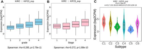 Figure 3 Association between KIF23 expression and tumor grade (A), stage (B) and immune subtypes (C) in KIRC.