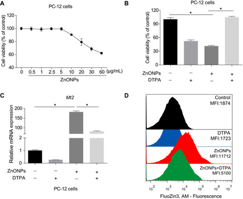 Figure 5 ZnONPs reduced cell viability via increasing concentrations of zinc in PC-12 cells. Cells were treated with various concentrations of ZnONPs ranged from 0 to 60 μg/mL for 24 h. (A) Cell viability was detected by CCK-8 assay. (B) The effect of zinc chelator DTPA in regulation of PC-12 cell viability in absence and presence of ZnONPs. (C) Effects of DTPA on regulation of Mt2 mRNA expression in absence and presence of ZnONPs treatment. Zinc concentration in the cell was detected by FluoZin-3, AM probe using fluorescence-activated cell sorting analysis, and the effects of DTPA on regulation of intracellular zinc concentration are shown in (D). Data were derived from at least three independent experiments and were reported as mean ± SD. *Denoted P< 0.05.