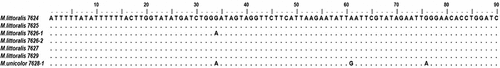 Figure 1. Partial DNA barcodes of the studied Mimumesa females.