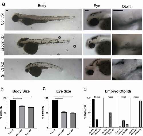 Figure 1. Esco2 KD and Smc3 KD phenotypes include reduced body and eye size, and an increase in abnormal otolith development. (a) Representative images of control embryos (SC MO injected), Esco2 KD (esco2-ATG MO injected) and Smc3 KD (smc3-ATG MO injected) embryos. For all experiments 24–40 replicates were analyzed and at least 3 independent trials were performed. (b) Quantification of body size from MO injected embryos were compared to un-injected WT embryos to obtain percent similarity. Graph reveals significant reductions of body length in Esco2 KD and Smc3 KD compared to control embryos (error bars represent s.e.m., one-way ANOVA with Turkey’s multiple comparison, *P < 0.05). (c) Quantification of eye size from MO injected embryos were compared to un-injected WT embryos to obtain percent similarity. Graph reveals significant reductions of eye size in Esco2 KD and Smc3 KD compared to control embryos (error bars represent s.e.m., one-way ANOVA with Turkey’s multiple comparison, *P < 0.05). (d) Graph shows percent of normal, fused, small, or absent otolith phenotypes with MO treatments. Data reveals 95% of control embryo otoliths exhibit normal phenotype, while Esco2 KD and Smc3 KD embryos exhibited 27% and 0% normal otolith phenotypes, respectively. An increase in abnormal otolith phenotypes was observed with KD treatments with predominantly fused phenotypes in Esco2 KDs and absent phenotypes in Smc3 KDs. Scale bar: 100 μm.