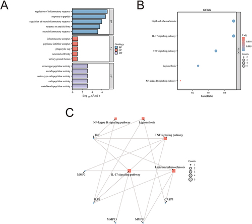 Figure 6 Potential gene GO and KEGG analysis; (A) GO analysis; (B) KEGG analysis; (C) KEGG target pathway diagram.