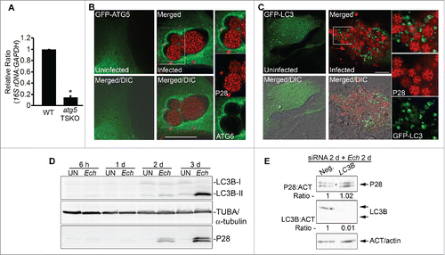 Figure 4. E. chaffeensis infection requires ATG5, and ATG5 but not LC3 localizes to E. chaffeensis inclusions. (A) E. chaffeensis load in macrophages derived from bone marrow of wild-type (WT) and atg5flox/flox-Lyz2-Cre mutant (atg5 TSKO) mice at 7 d p.i. qPCR of E. chaffeensis 16S rDNA was normalized to mouse Gapdh. *, Significantly different (P < 0.05) by the Student t test. (B) ATG5 traffics to E. chaffeensis inclusions. E. chaffeensis-infected cells were transfected at 1 d p.i. and were immunostained with anti-P28 (P28; red) at 17 h p.t. (41 h p.i.). Uninfected RF/6A cells were examined at 17 h p.t. (C) Diffused localization of GFP-LC3 was observed in uninfected RF/6A cells, but puncta were apparent in infected cells. GFP-LC3-transfected RF/6A cells were infected with E. chaffeensis at 1 d p.t. and immunostained with anti-P28 (P28; AF555) at 3 d p.i. and 4 d p.t. (B and C) Each boxed area is enlarged on the right. Merged, merged image; Merged/DIC, fluorescence image merged with DIC image. Scale bars: 10 μm. (D) Conversion of LC3-I to LC3-II occurs at a late stage of infection. HL-60 cells infected with E. chaffeensis (Ech), along with control uninfected cells (UN), were harvested at 6 h, 1 d, 2 d, and 3 d p.i for western blot analysis using rabbit anti-LC3B, rabbit anti-P28, and mouse anti-tubulin. (E) E. chaffeensis infection does not require LC3. RF/6A cells were transfected with LC3B siRNA or control scrambled siRNA (Neg.) for 2 d and incubated with E. chaffeensis for 2 d. Western blotting was performed using anti-P28, anti-ACT/actin, and anti-LC3B. The values under the bands show the relative ratio of band intensities normalized against ACT/actin, with the ratios of those from control siRNA set as 1.