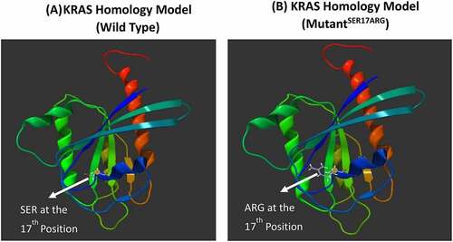 Figure 2. KRAS homology model of wild and mutated proteins. KRAS model was build using Swiss Model automated homology modeling platform based on the FASTA sequence downloaded from the UniProt Knowledgebase: (a) KRAS homology model of wild type (WT) protein showing the Ser at the 17th position (b) KRAS homology model of the novel missense mutation identified in our study showing the substitution of Ser with Arg at the 17th position